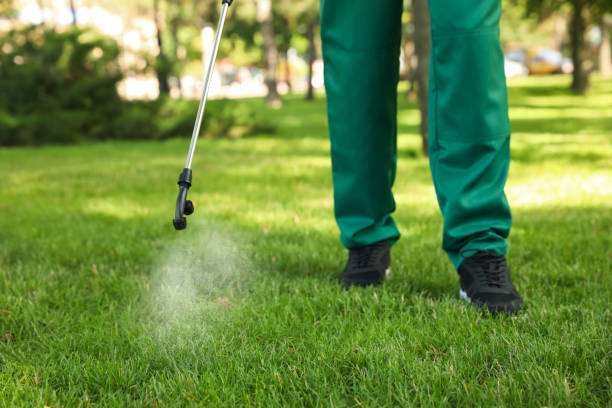 Best Local Pest Control Services  in Fairview, TX