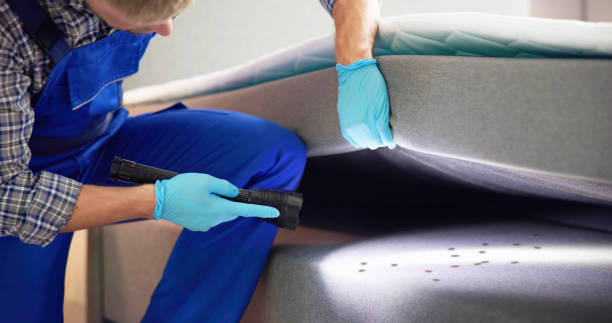 Best Flea Control Services  in Fairview, TX