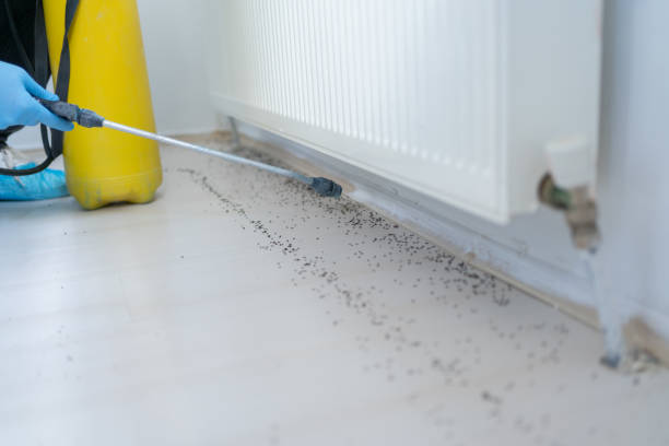 Best Residential Pest Control  in Fairview, TX